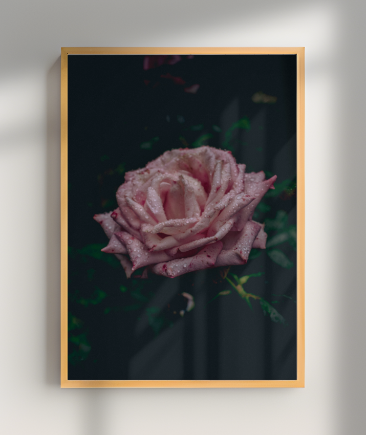 Rosa