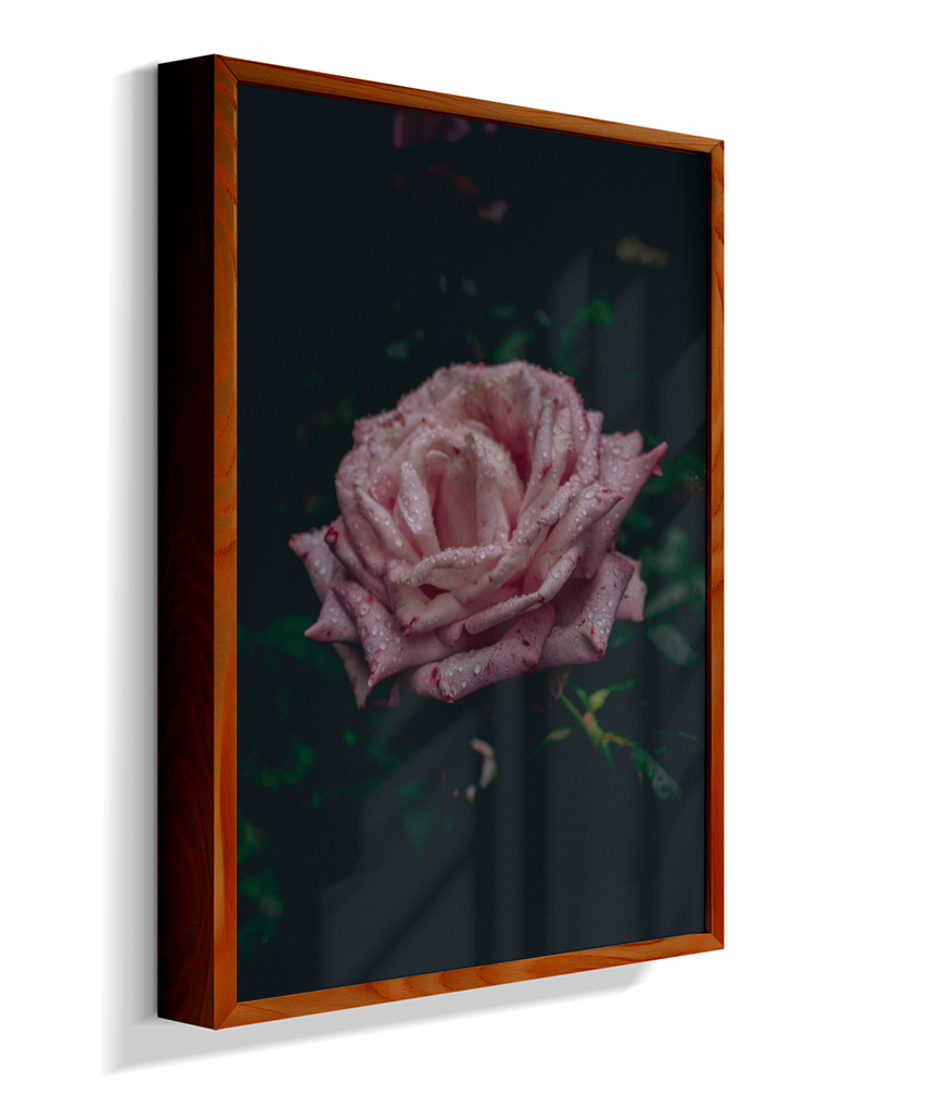 Rosa