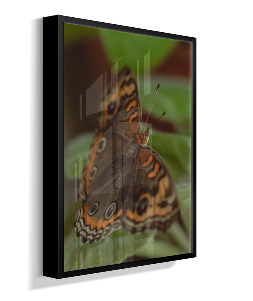 Junonia evarete