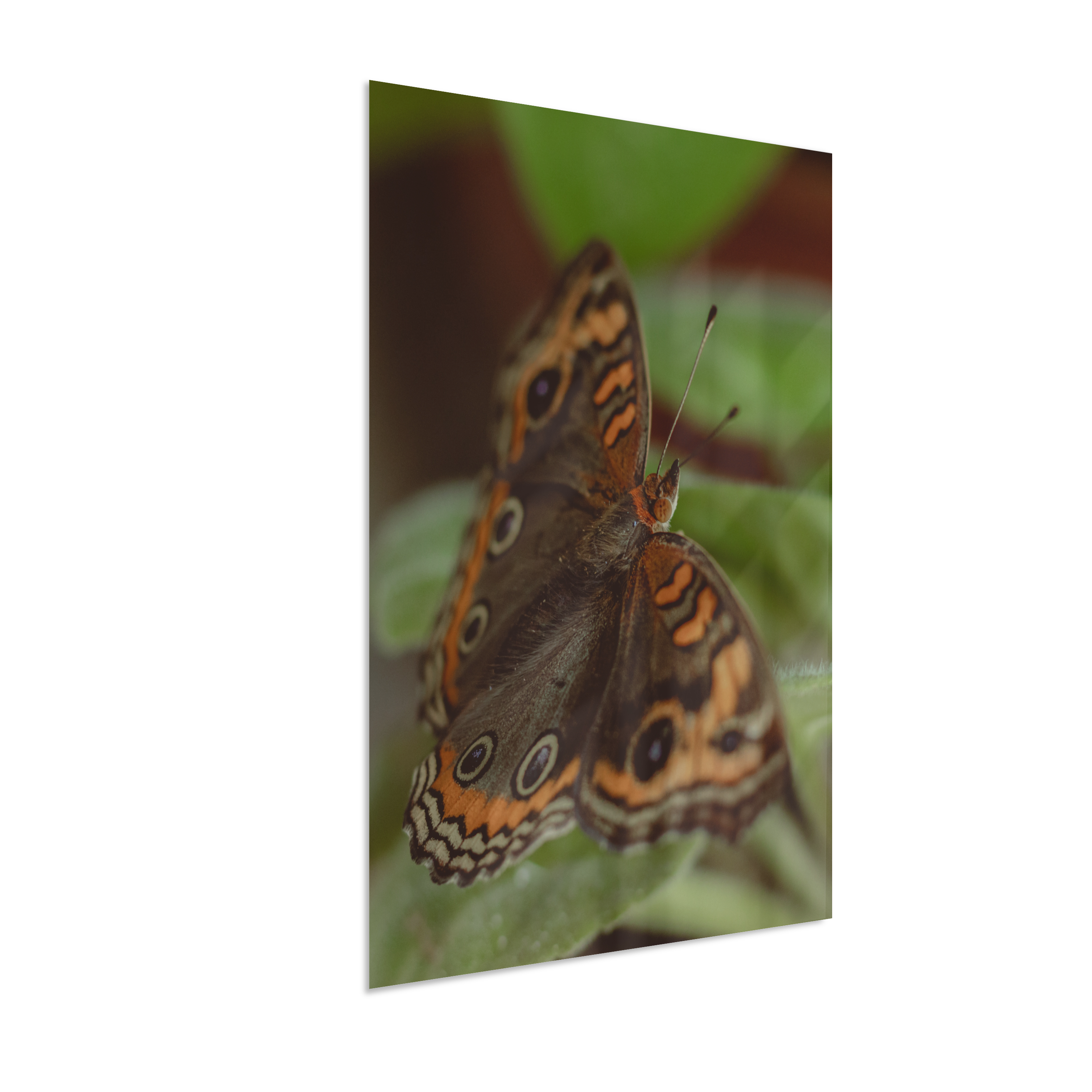 Junonia evarete
