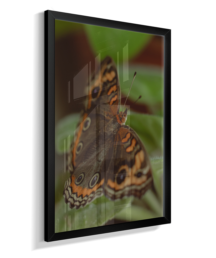 Junonia evarete