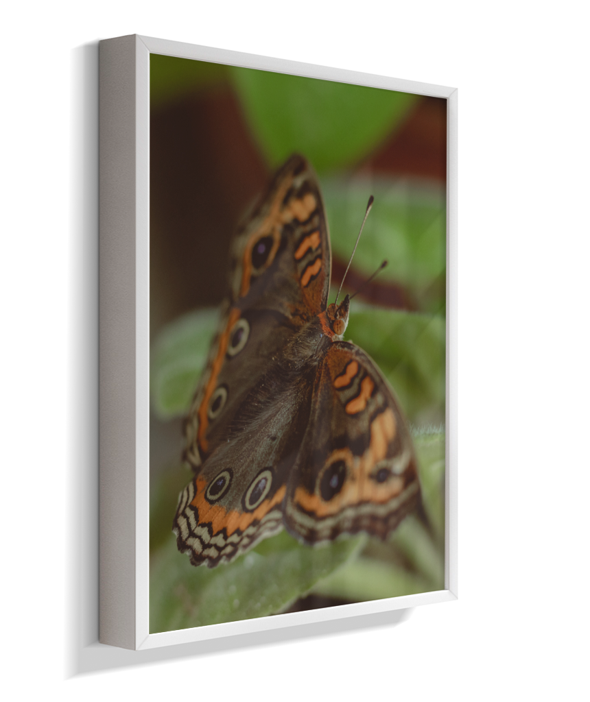 Junonia evarete