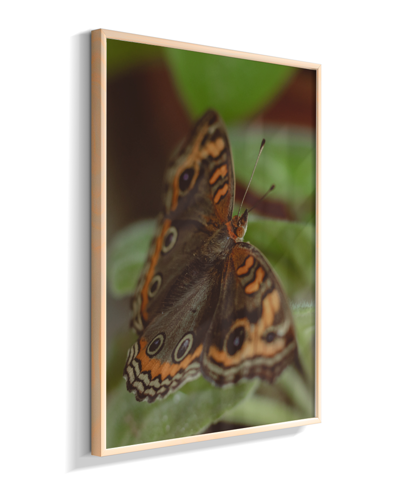 Junonia evarete