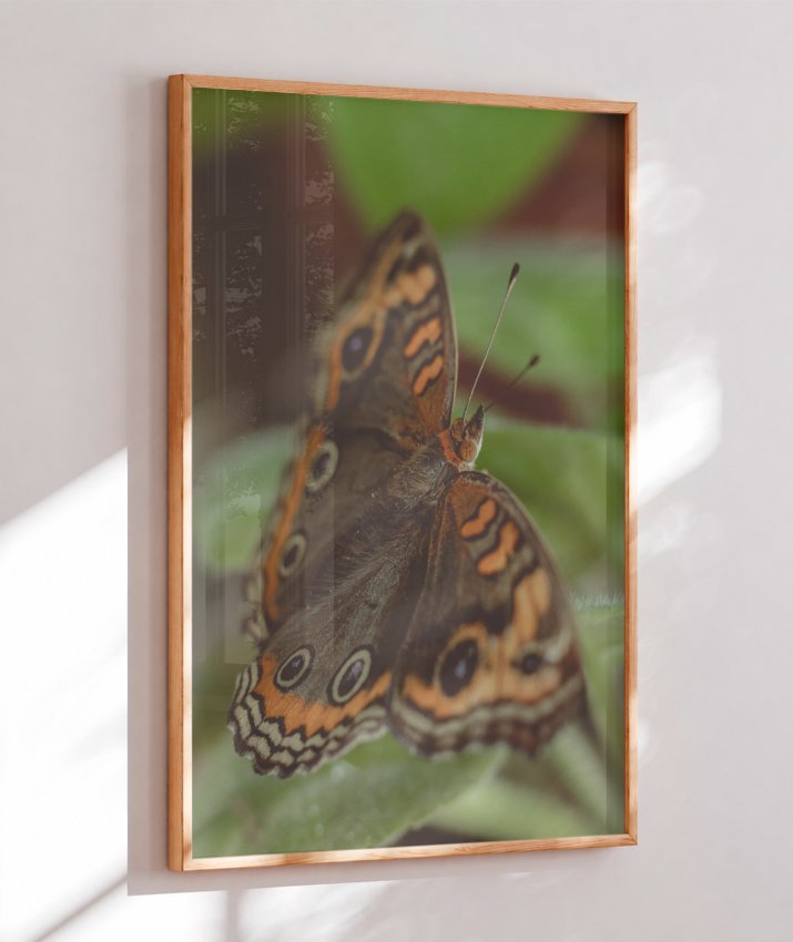 Junonia evarete