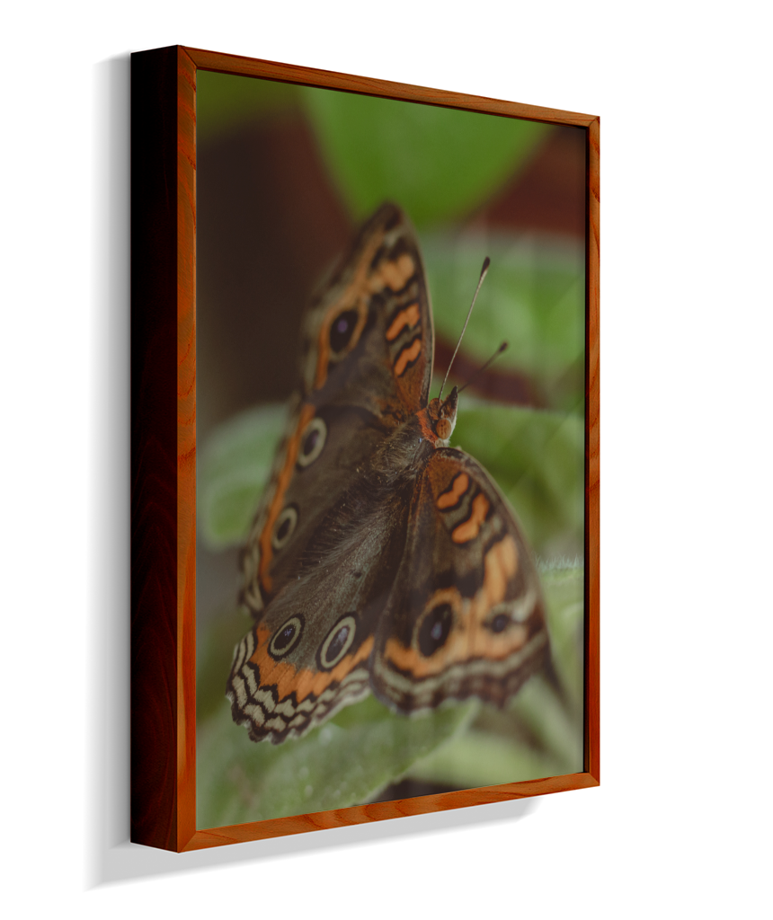 Junonia evarete
