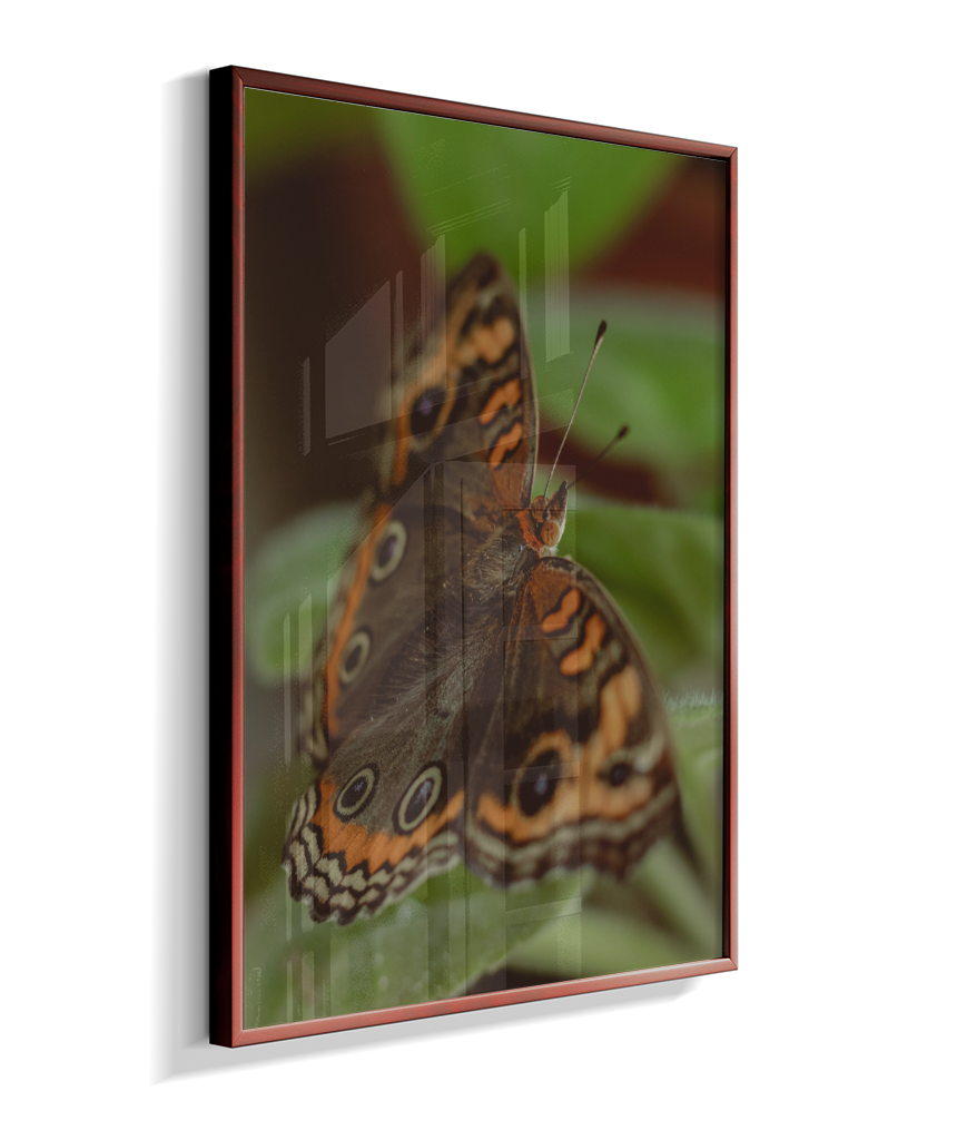 Junonia evarete
