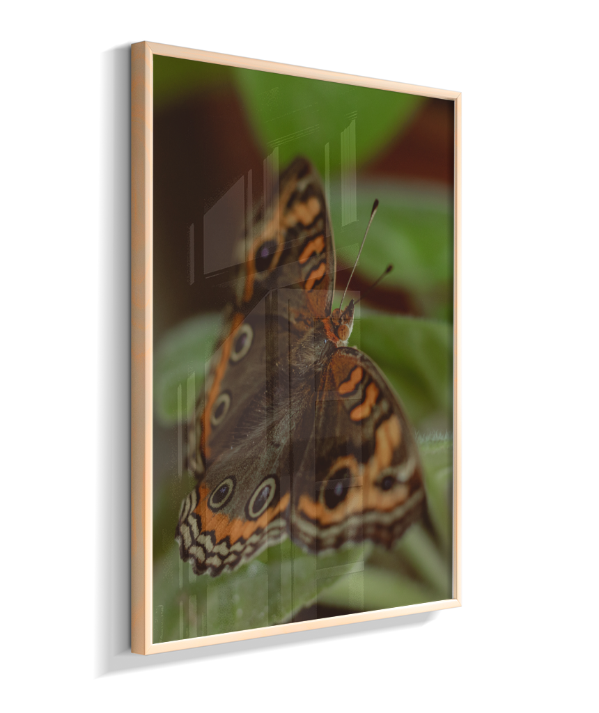 Junonia evarete