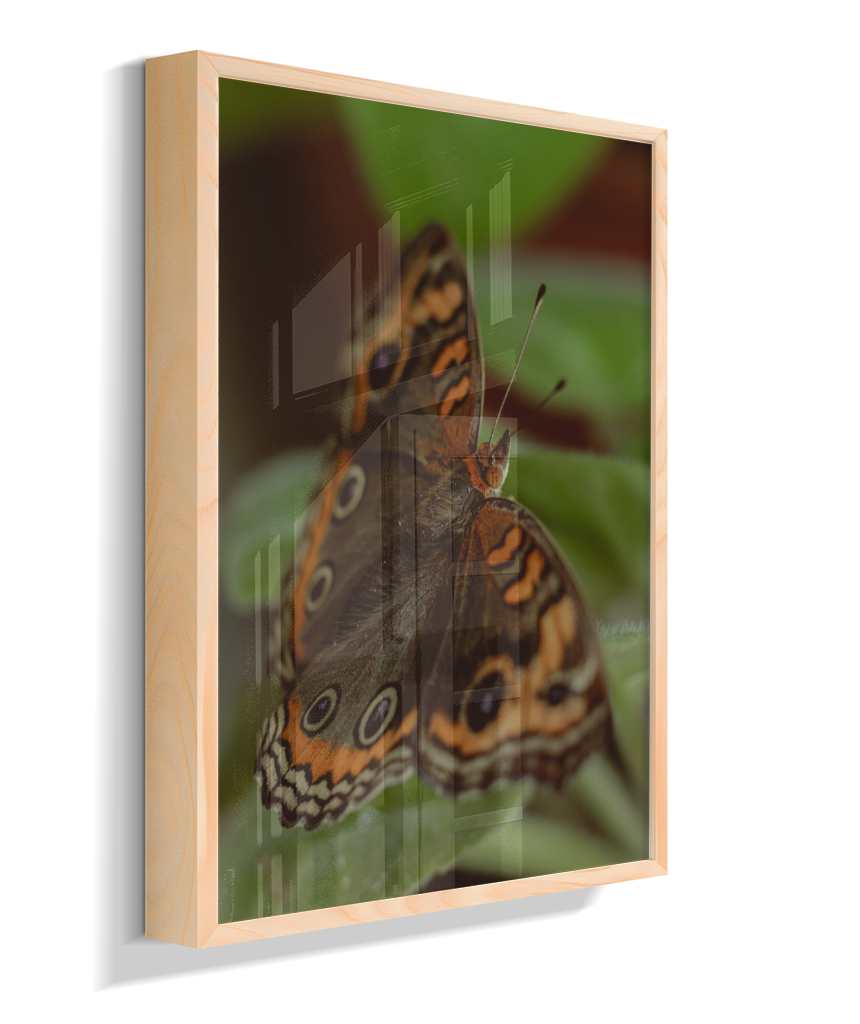 Junonia evarete