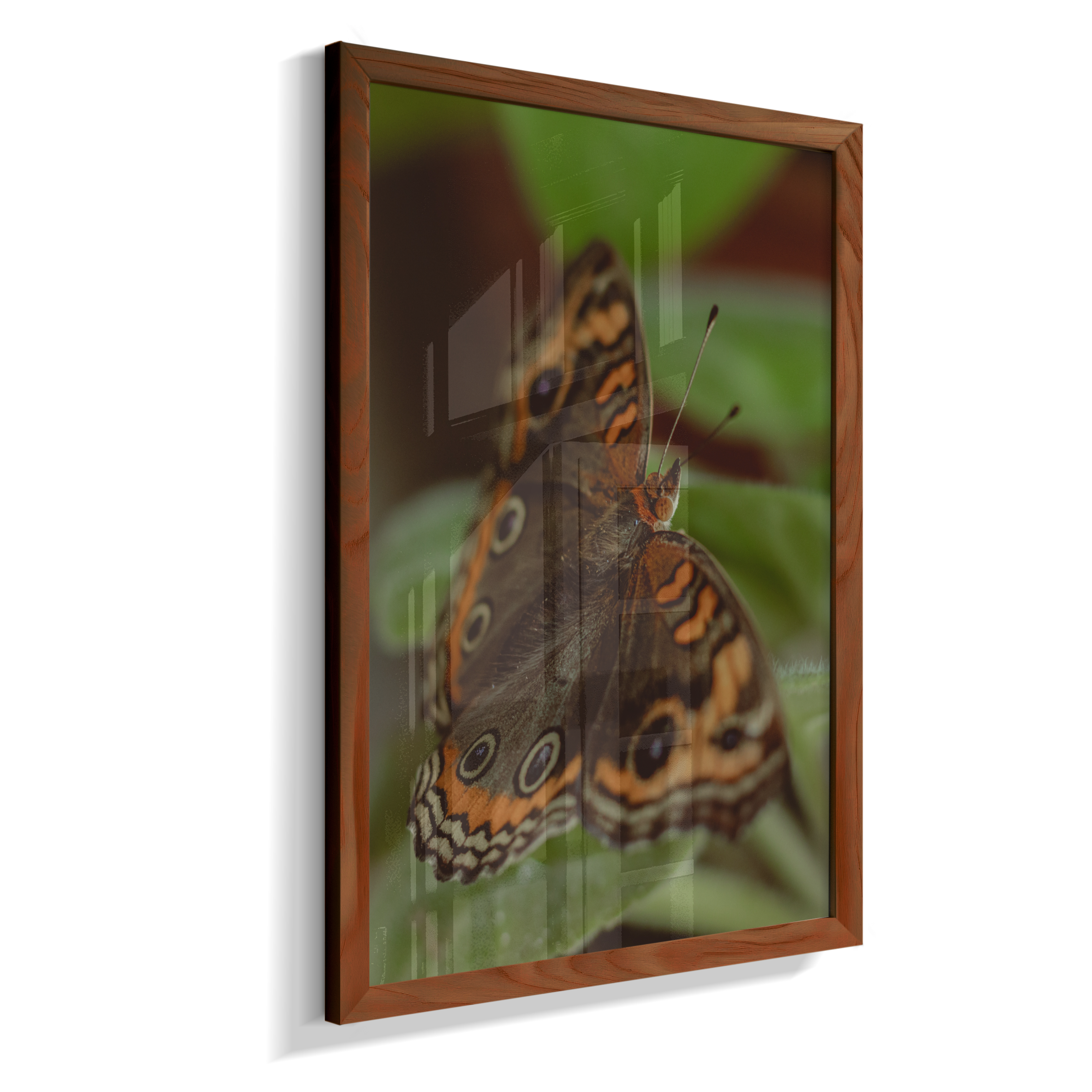 Junonia evarete