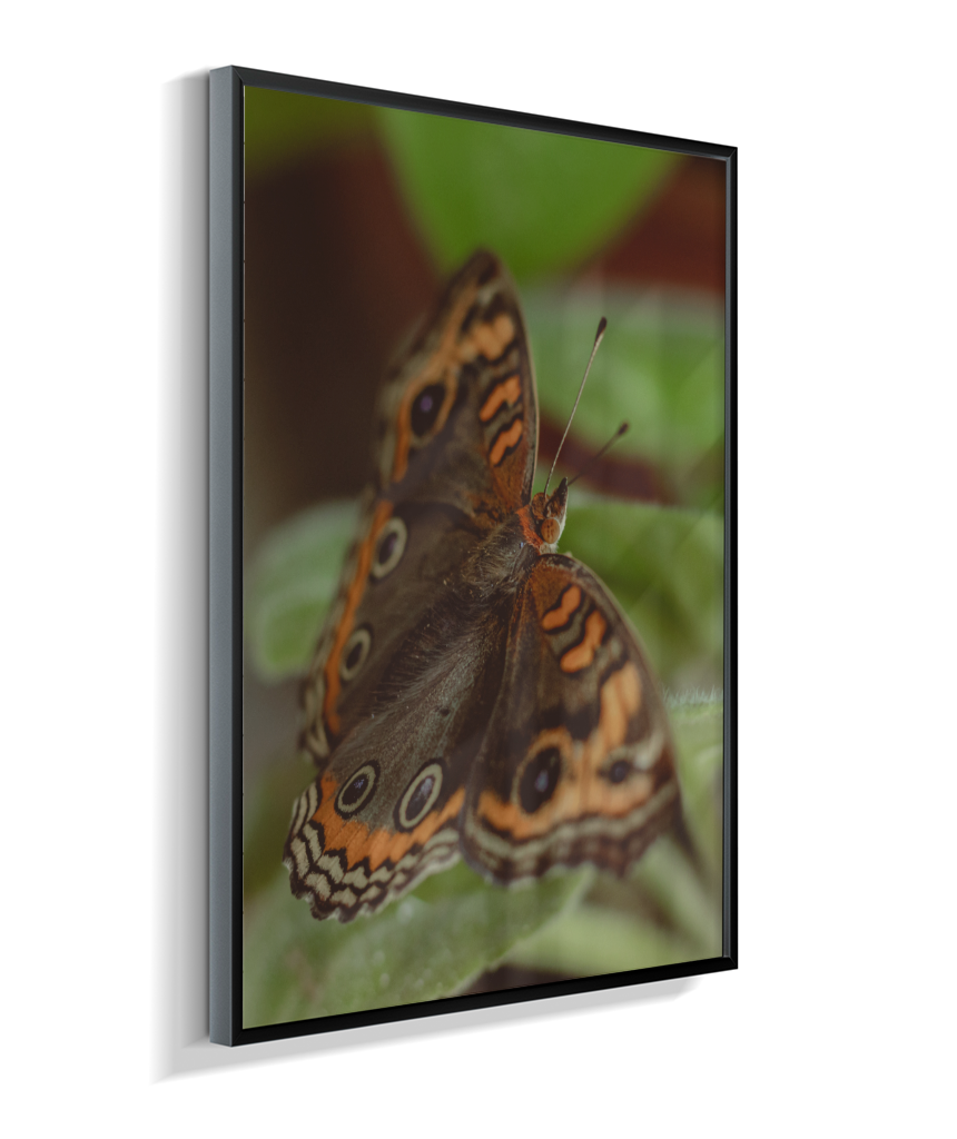 Junonia evarete