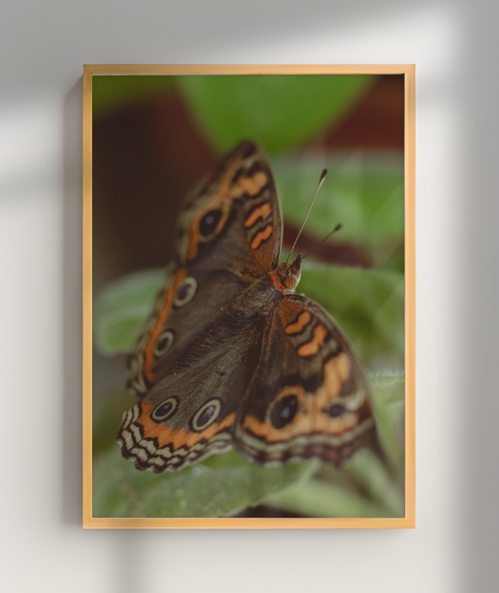 Junonia evarete