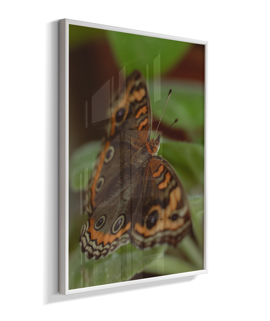 Junonia evarete