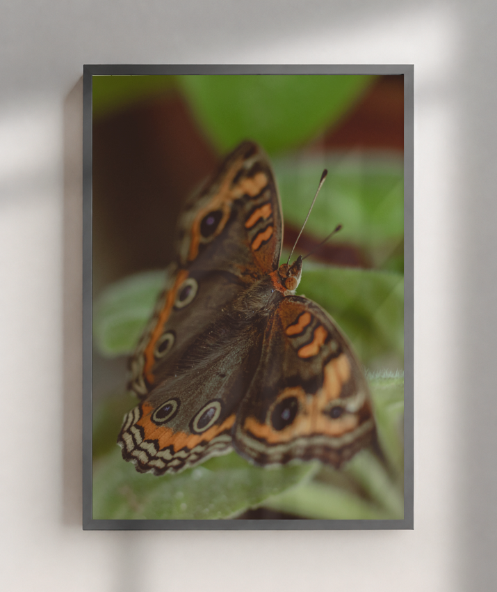 Junonia evarete