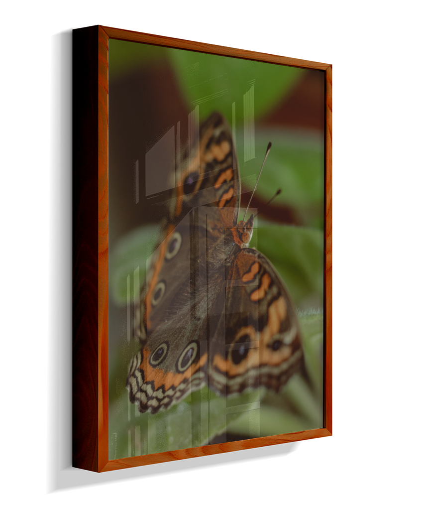 Junonia evarete