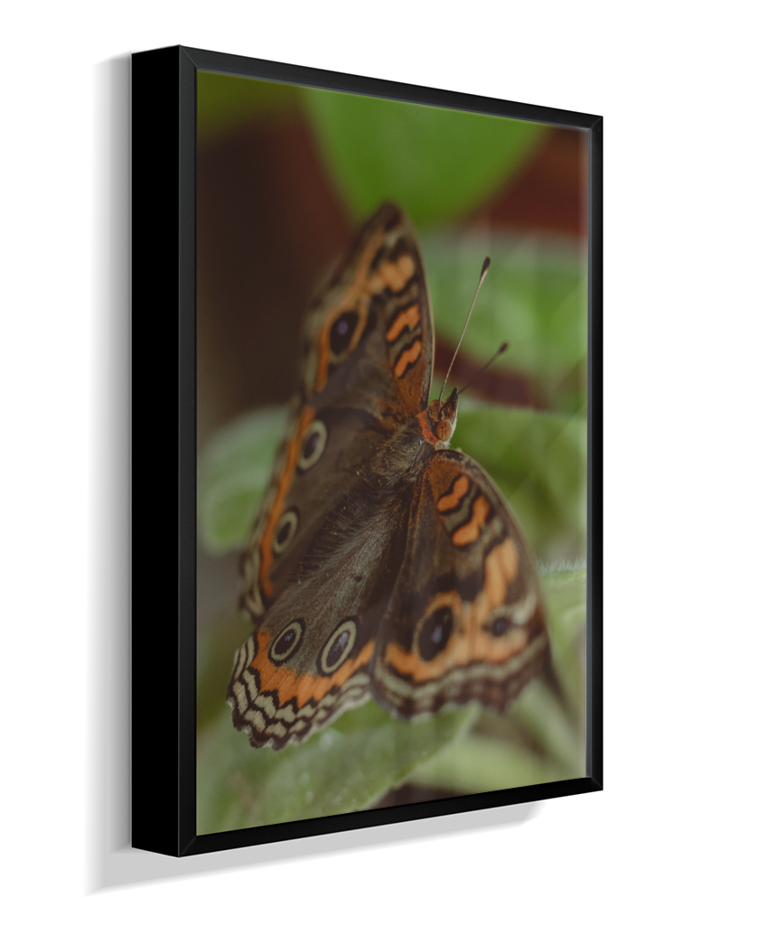 Junonia evarete