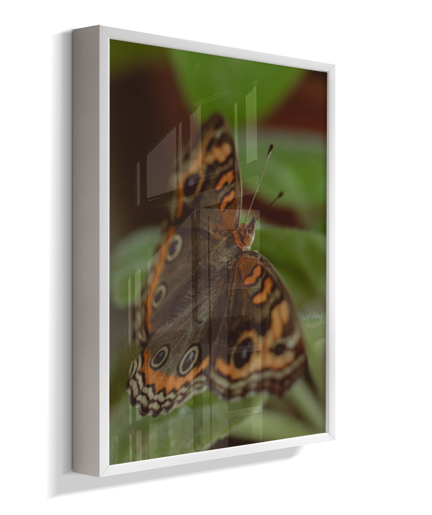 Junonia evarete