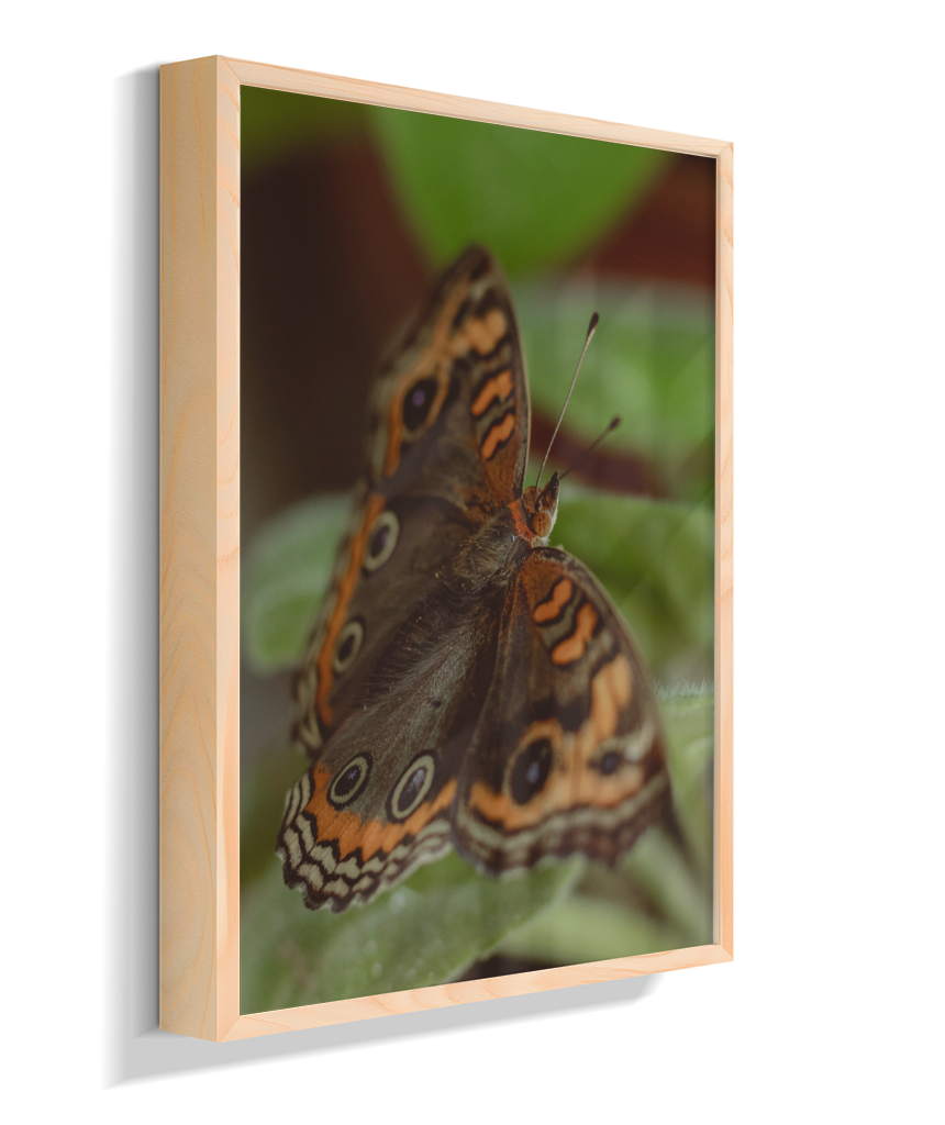 Junonia evarete