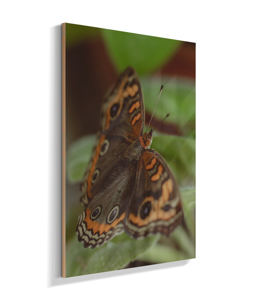 Junonia evarete