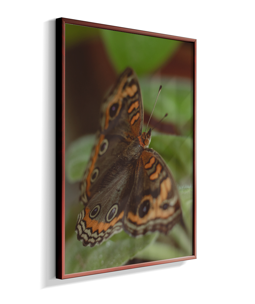 Junonia evarete