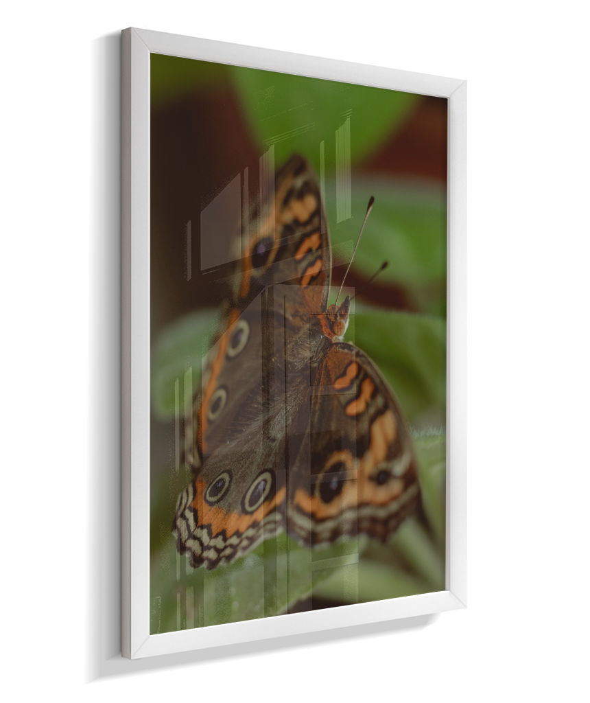 Junonia evarete
