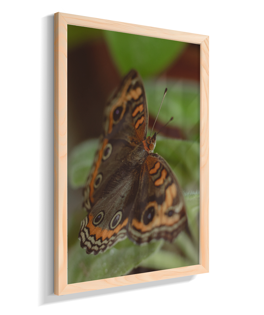 Junonia evarete