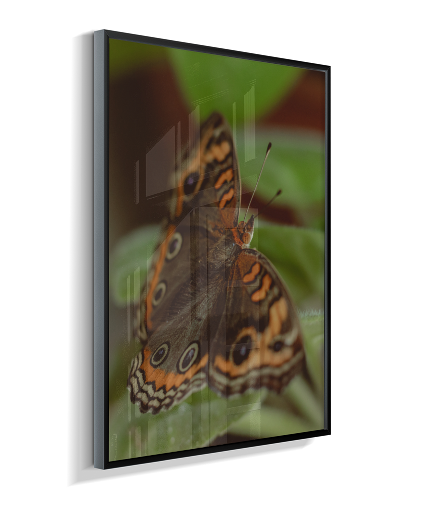 Junonia evarete