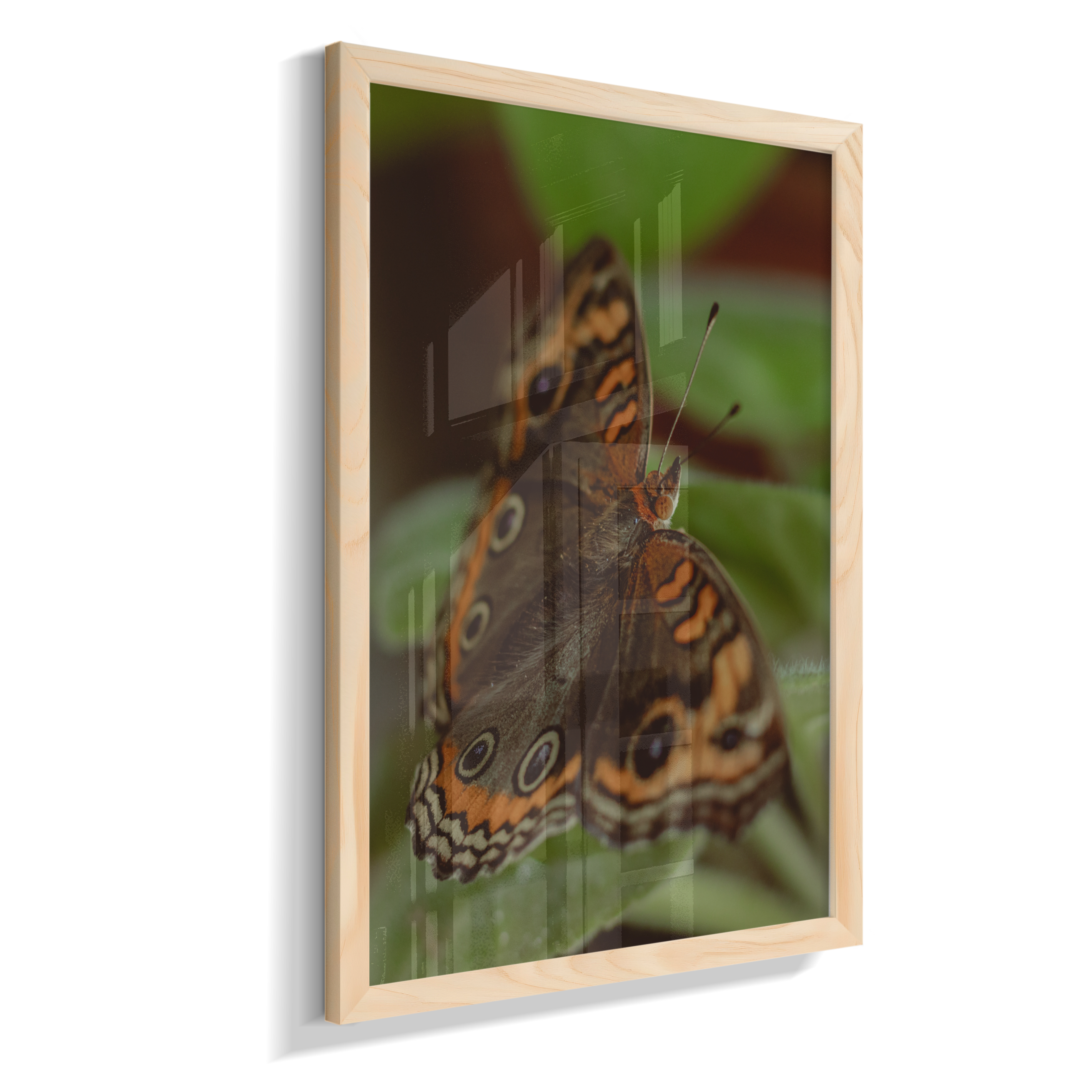 Junonia evarete