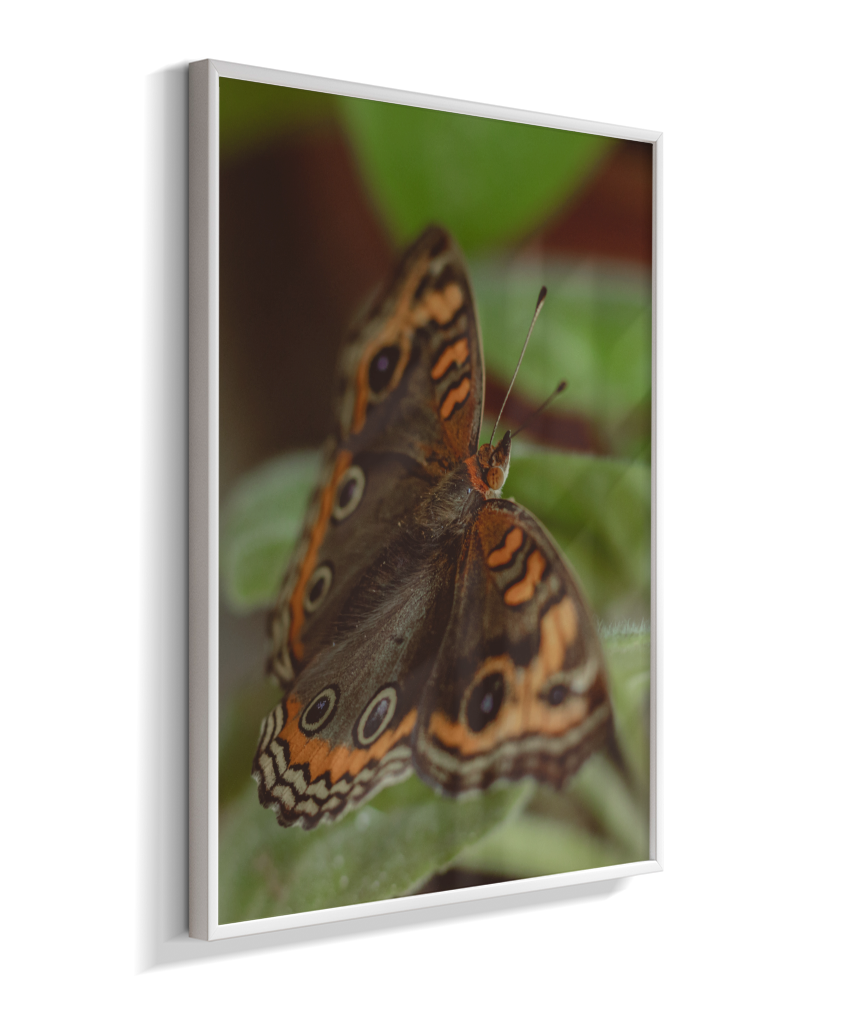 Junonia evarete