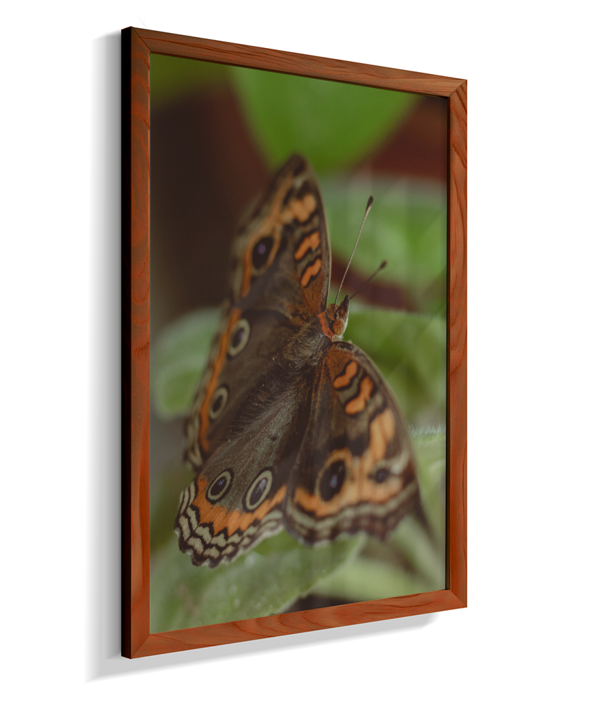 Junonia evarete