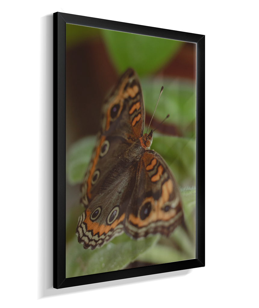 Junonia evarete