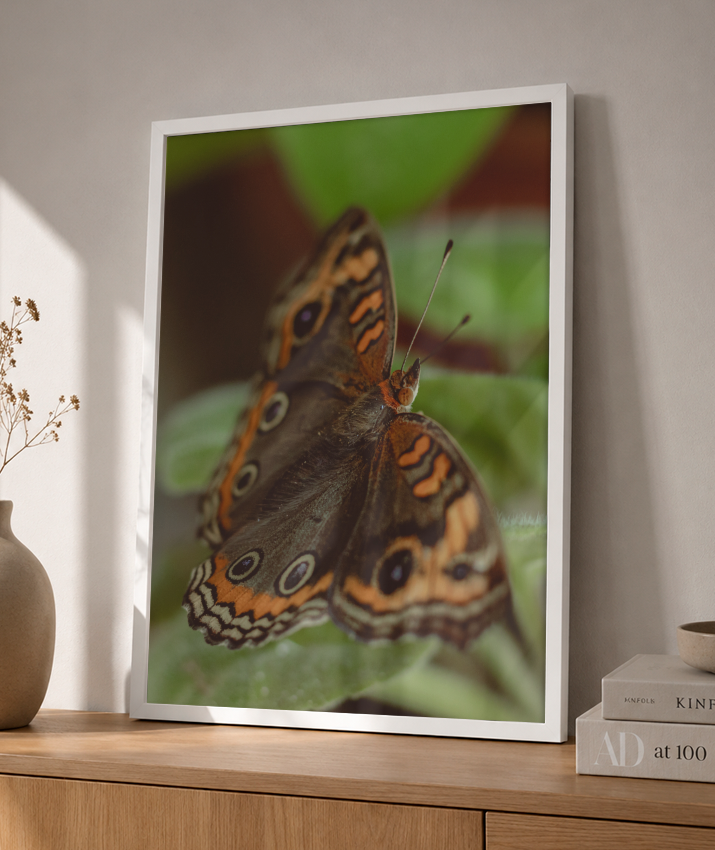 Junonia evarete