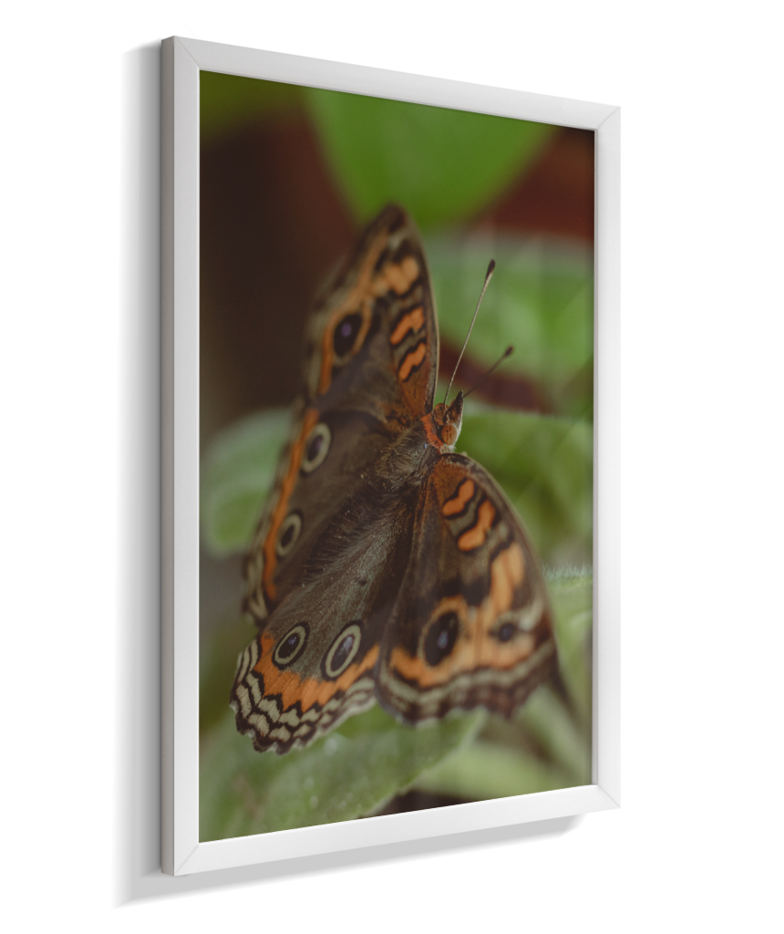 Junonia evarete