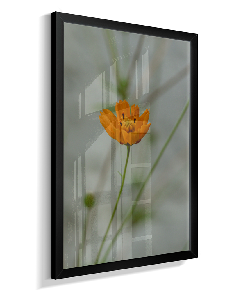 Cosmos