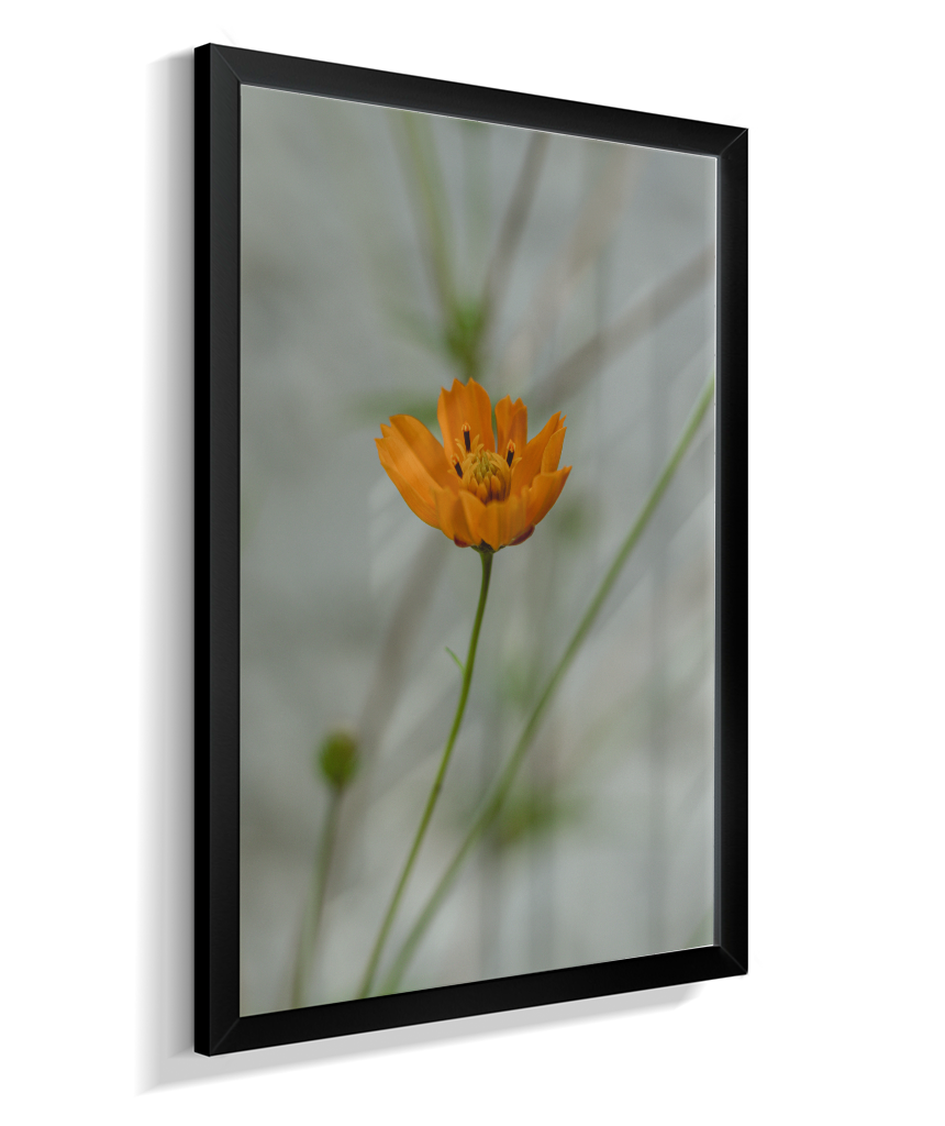 Cosmos