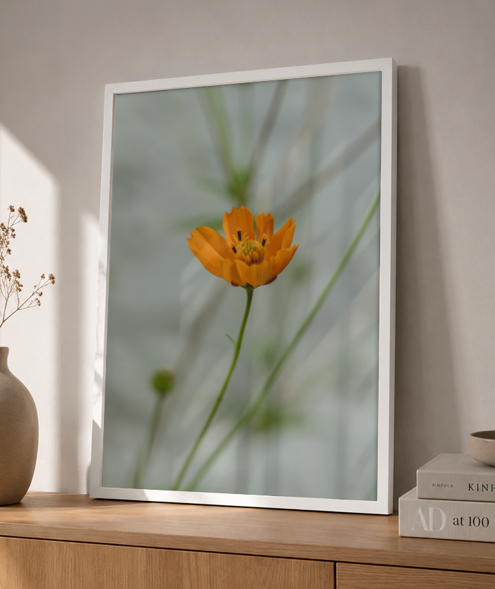 Cosmos