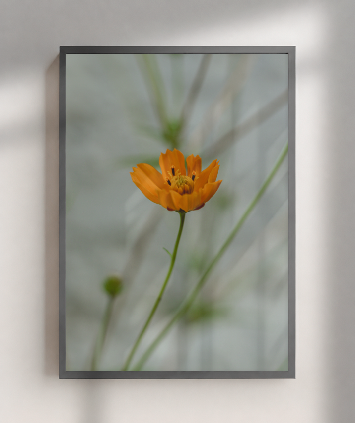 Cosmos