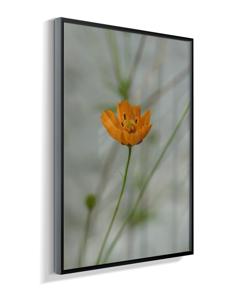 Cosmos