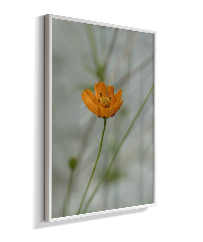 Cosmos
