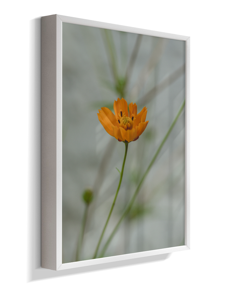 Cosmos