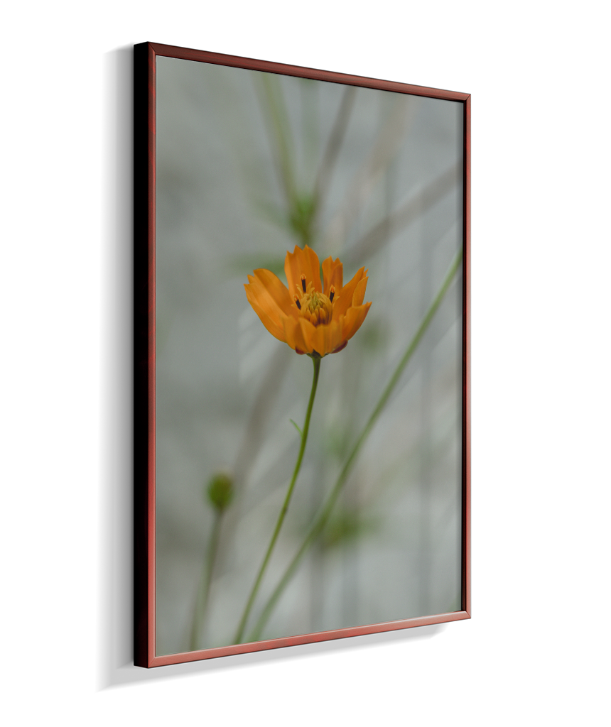 Cosmos