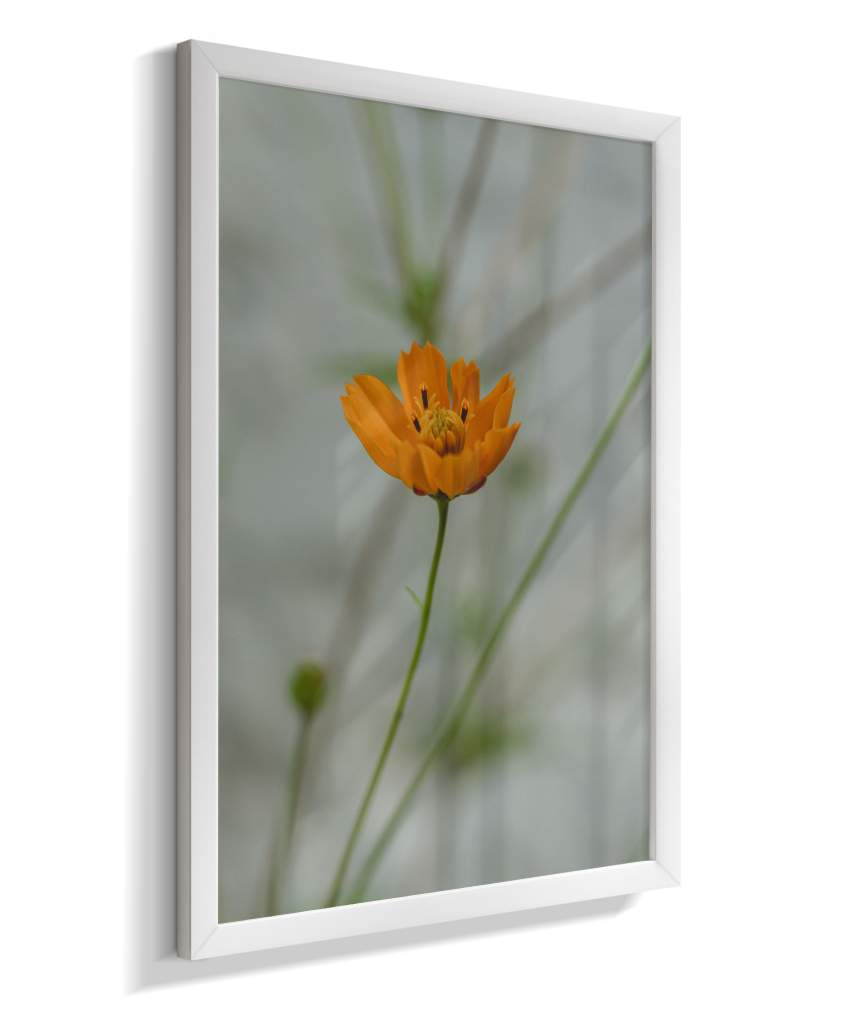 Cosmos