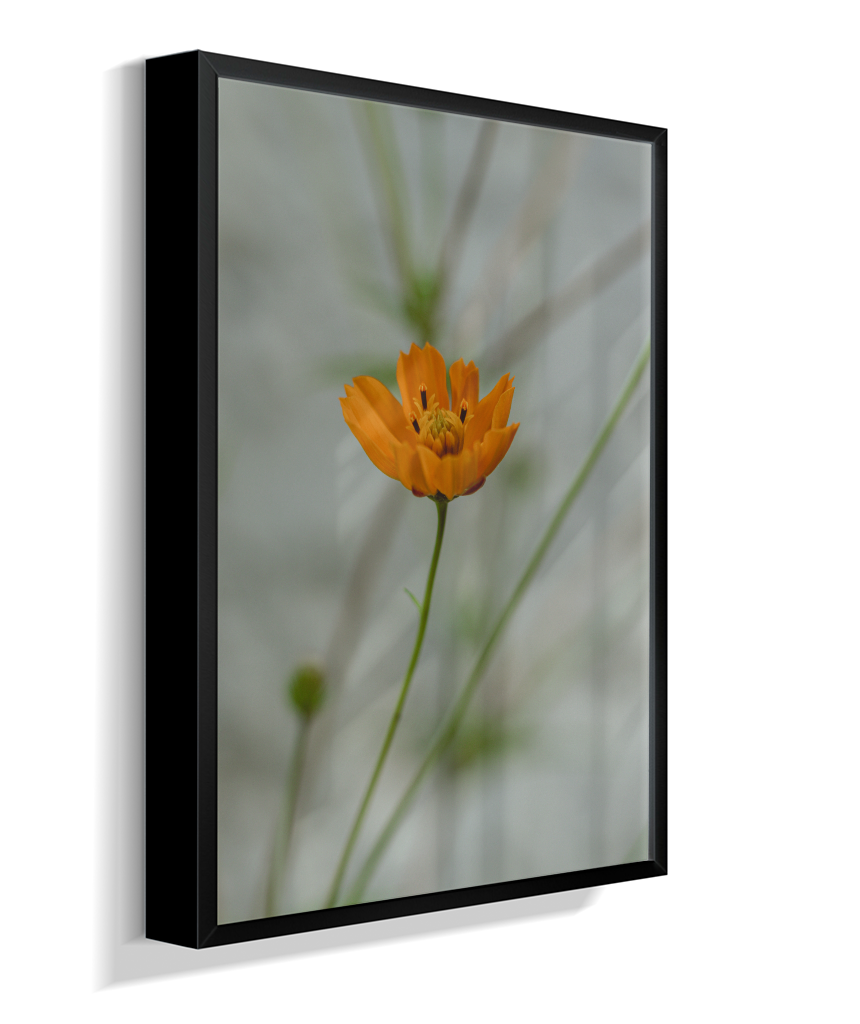 Cosmos