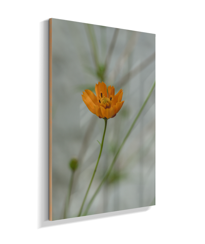 Cosmos