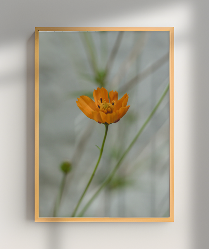 Cosmos