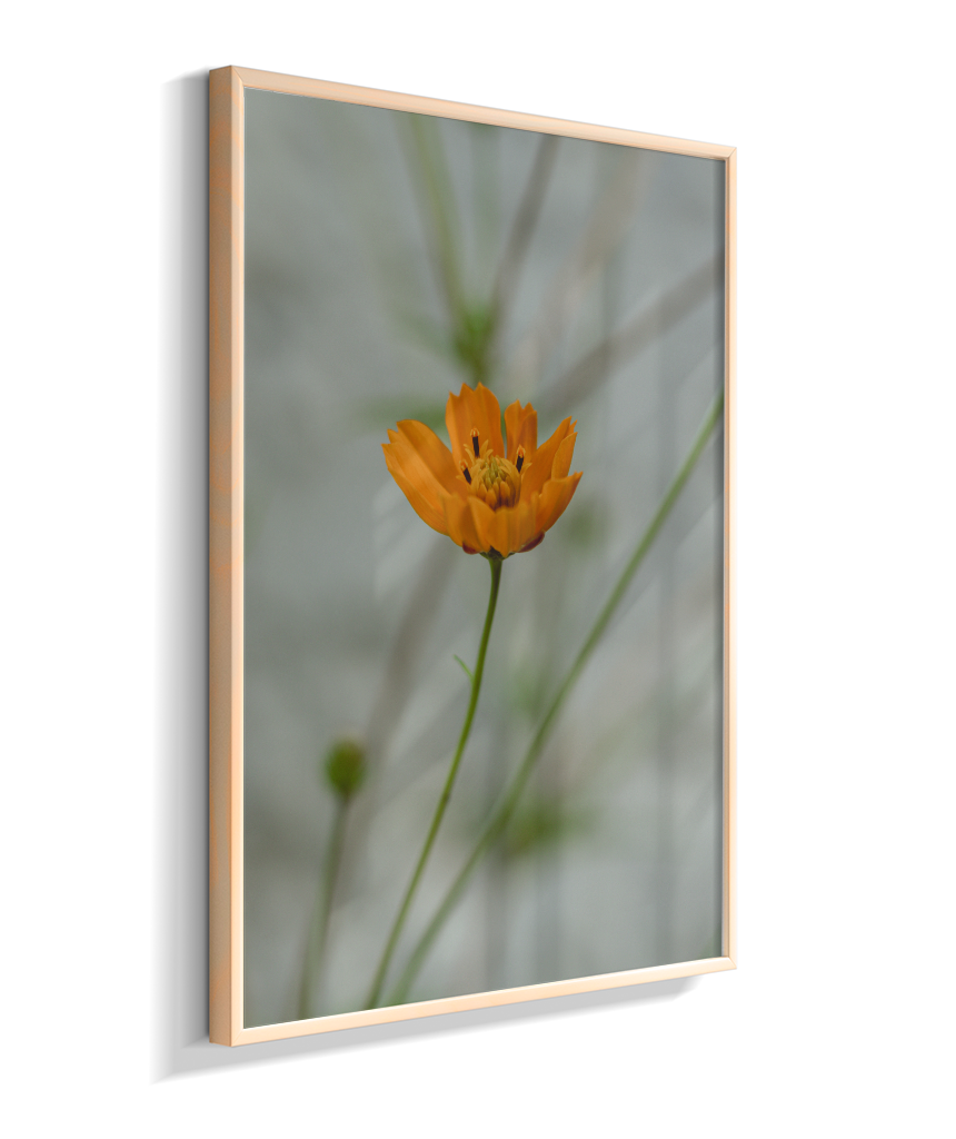 Cosmos