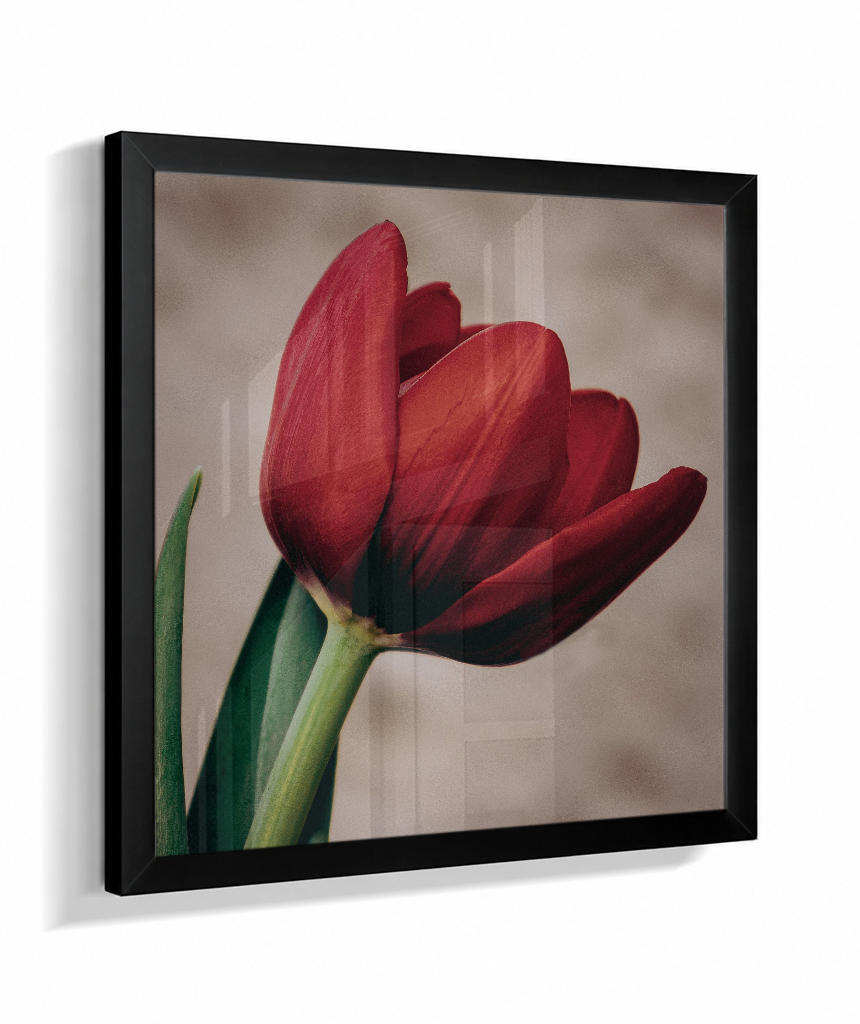 Tulipa
