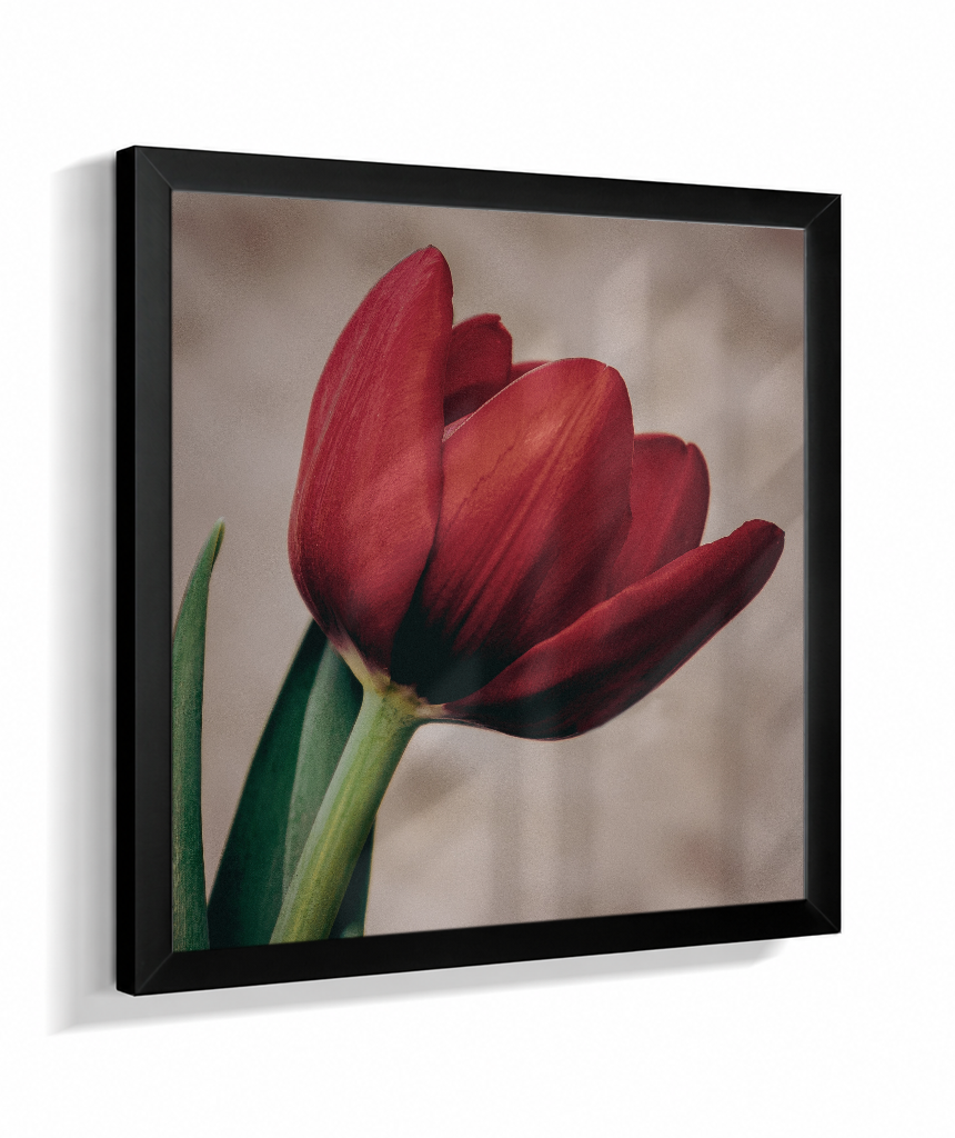Tulipa