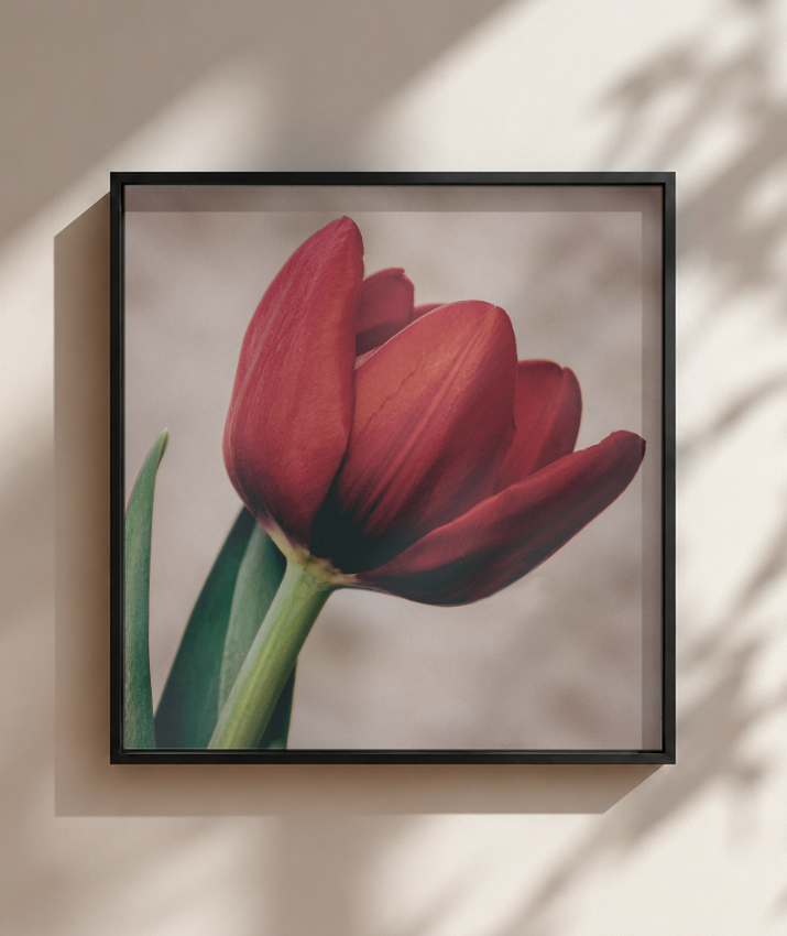 Tulipa