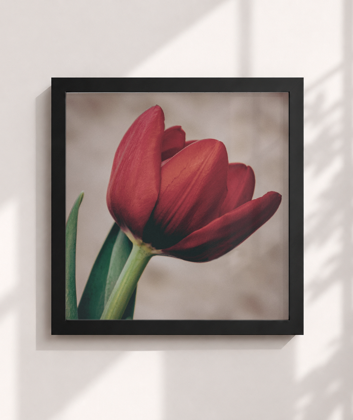 Tulipa