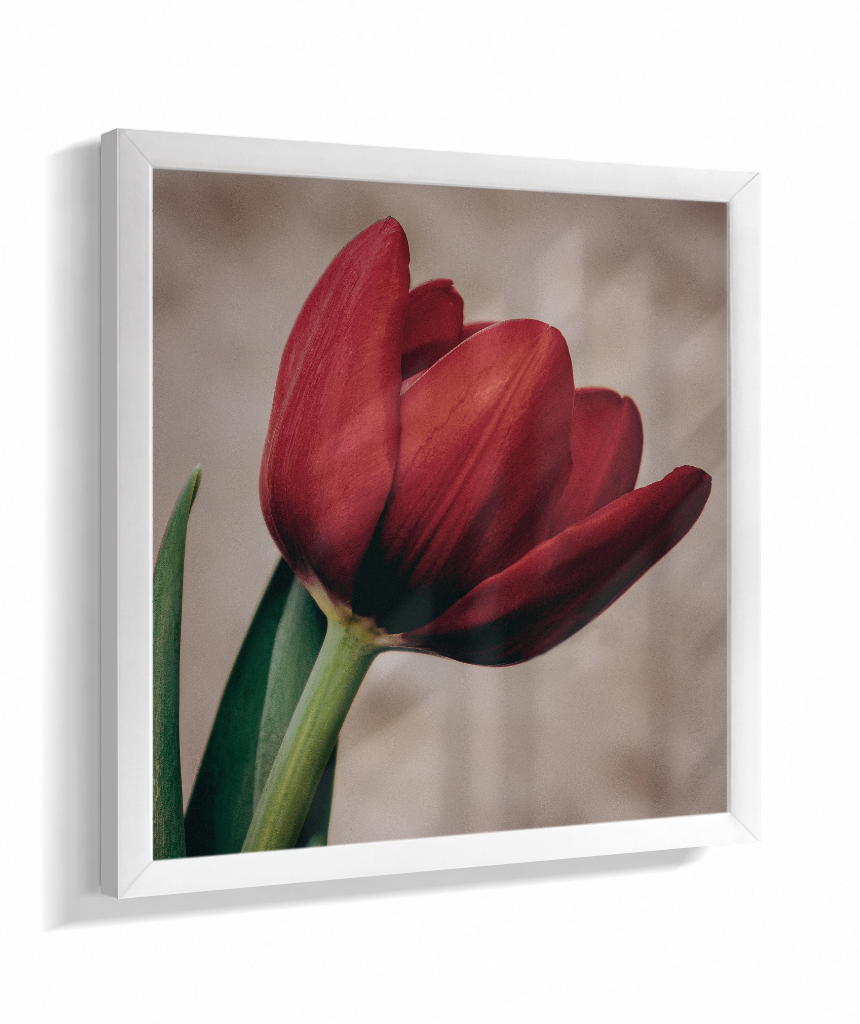 Tulipa